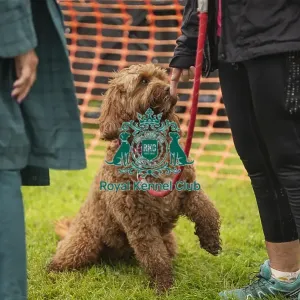 Scruffts Family Crossbreed of the Year competition All About Dogs Cornwall