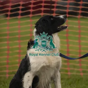 Scruffts Family Crossbreed of the Year competition All About Dogs Cornwall
