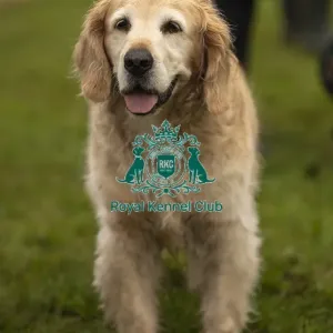 Scruffts Family Crossbreed of the Year competition All About Dogs Cornwall