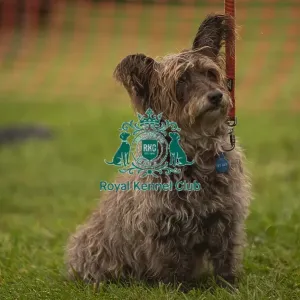 Scruffts Family Crossbreed of the Year competition All About Dogs Cornwall