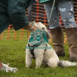 Scruffts Family Crossbreed of the Year competition All About Dogs Cornwall