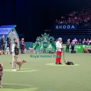 Scruffts final