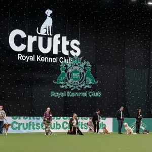 Scruffts final