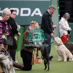 Scruffts final