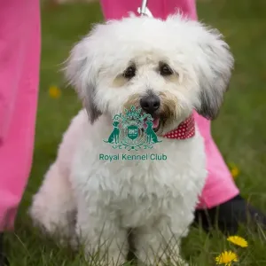 Scruffts Hylands Park
