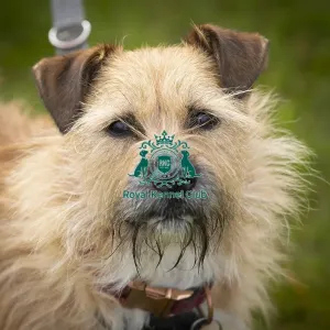 Scruffts Hylands Park