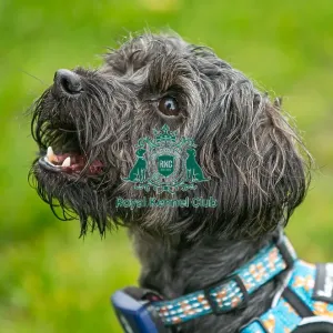 Scruffts Newark 23rd April 2023