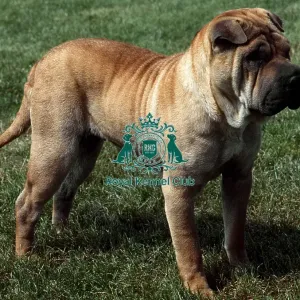 Shar Pei Shar Pei