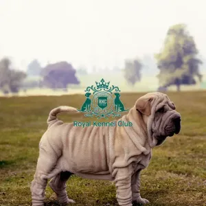 Shar Pei Puppy Shar Pei Puppy