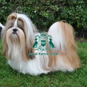 Vintage Dog Showing Prints: Shih Tzu
