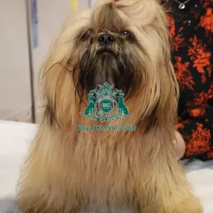 Shih tzu Discover Dogs