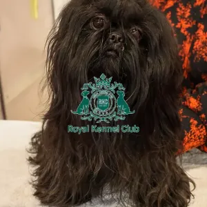 Shih tzu Discover Dogs