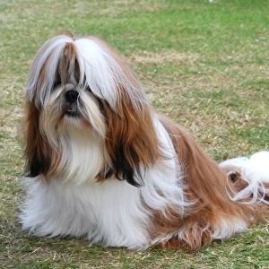 Collections: Shih Tzu