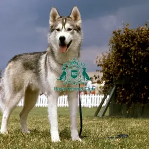 Siberian Husky Siberian Husky