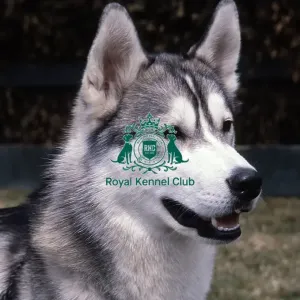 Siberian Husky Siberian Husky