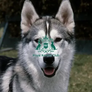 Siberian Husky Siberian Husky