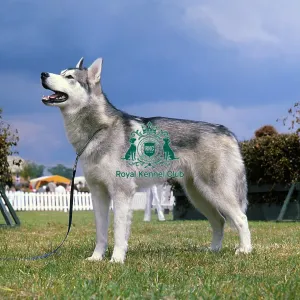 Siberian Husky Siberian Husky