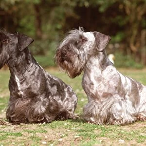 sitting, two, grey, speckled, black, white, two dogs