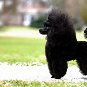 small, fluffy, black, profile, poodle, outside, grass