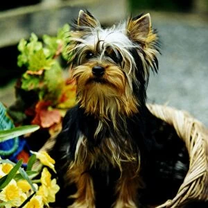 small, sitting, flowers, basket, terrier, house, Yorkshire, brown, black, bow