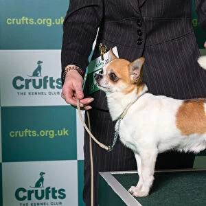 Smooth coat Chihuhua Best of Breed Crufts 2022