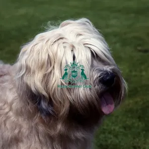 Soft Coated Wheaten Terrier Soft Coated Wheaten Terrier