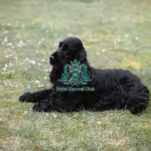 Spaniel (Cocker)