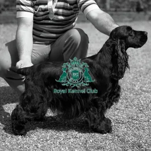 Spaniel-Cocker