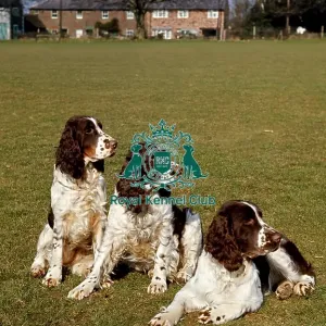 Spaniel (English Springer)