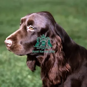 Spaniel (Field)