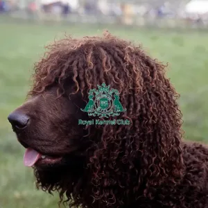 Spaniel-Irish Water