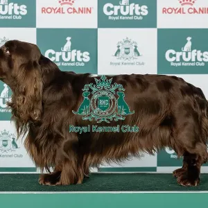 Spaniel (Sussex) Best of Breed Crufts 2026