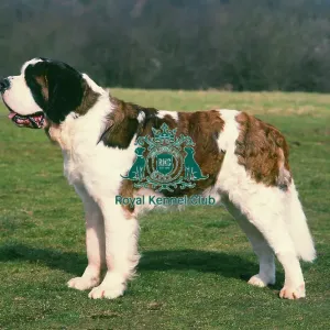 St. Bernard St. Bernard