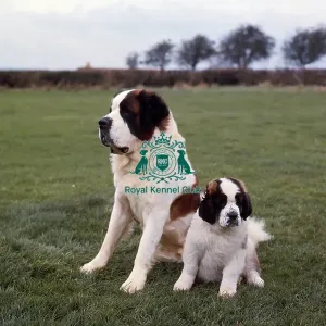 St Bernard and puppy St Bernard and puppy