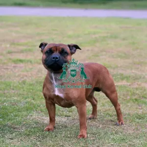 Staffordshire Bull Terrier Staffordshire Bull Terrier