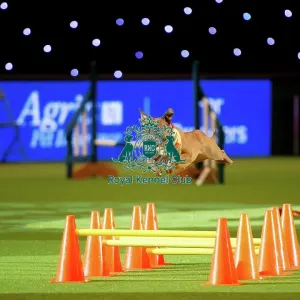 Staffordshire Bull Terrier display Staffordshire Bull Terrier display