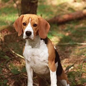 standing, beagle, tree, forrest, outside, brown