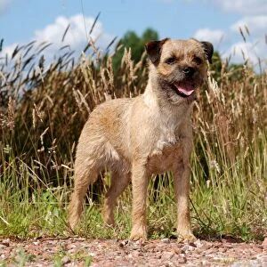 standing, field, terrier, summer, open mouth, outside, brown