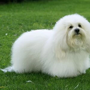 standing, small, fluffy, white, grass, outside
