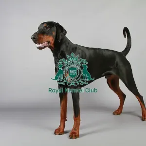 stock images, stock, KCPL, KCPL_Stock, commerical