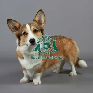 stock images, stock, KCPL, KCPL_Stock, commerical