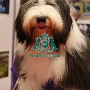 Summer Bearded Collie