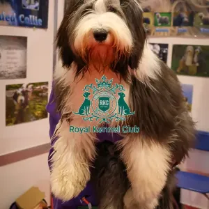 Summer Bearded Collie Discover dogs