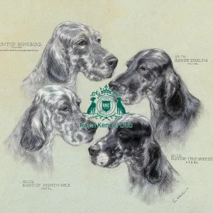 Suntop English Setters