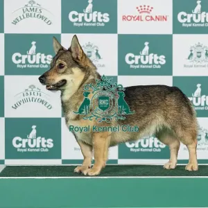 Swedish Vallhund Best of Breed Crufts 2026