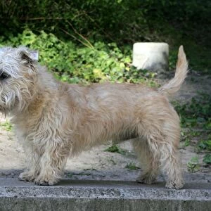 terrier, small, white, outside, brown