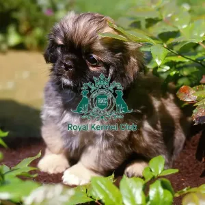 Tibetan Spaniel puppy Tibetan Spaniel puppy