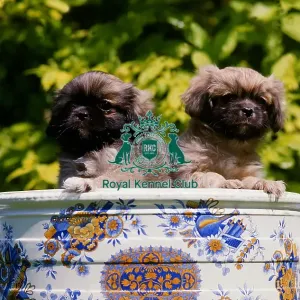 Tibetan Spaniel puppy (2) Tibetan Spaniel puppy (2)