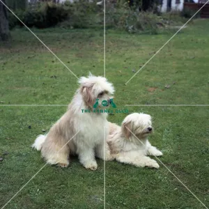 Tibetan Terrier