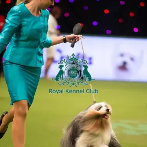 TIBETAN TERRIER Best of Breed Crufts 2017